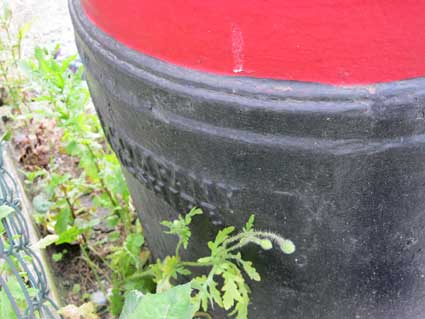 Ipswich Historic Lettering: Cliff Rd Pillar box